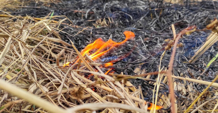 Why Some California Mulches Are Riskier Than Others In Fire-Prone Yards
