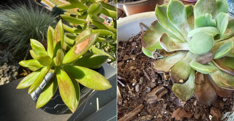 Why Some California Succulents Collapse In Summer And How To Save Them