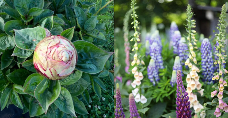 Why Some Oregon Plants Bloom Once And Never Again