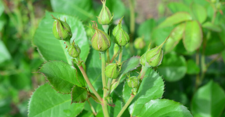 Why Some Oregon Roses Grow Leaves But No Blooms (And How To Fix It)