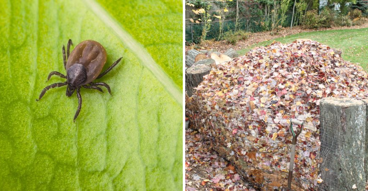 tick and leaf litter
