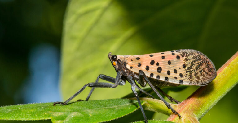 Why Spotted Lanternflies Are Appearing In More Kentucky Yards This Summer
