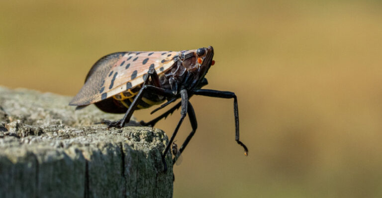 Why Spotted Lanternflies Are Overrunning Delaware And What To Do About It