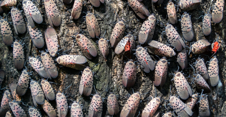 Why Spotted Lanternflies Are Spreading Through Tennessee, And What You Can Do