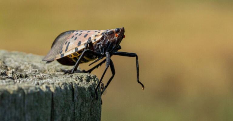 Why Spotted Lanternflies Could Show Up In Your Wisconsin Yard This Summer