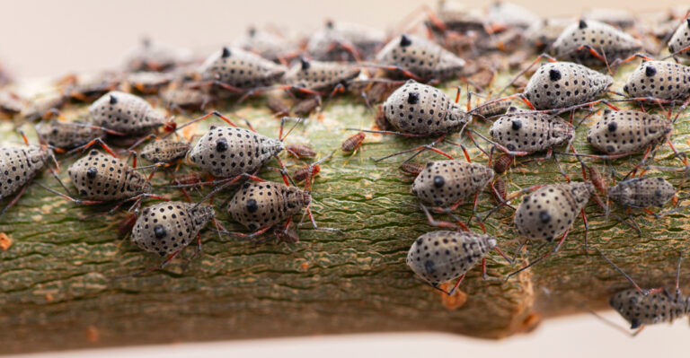 Why Spotted Lanternflies Keep Spreading In New Jersey, And What You Can Do About It