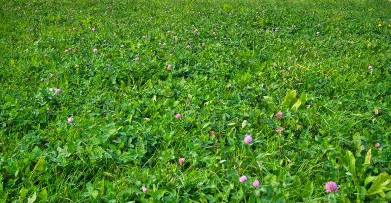 Why Tennessee Gardeners Are Filling Empty Beds With Cover Crops This Season
