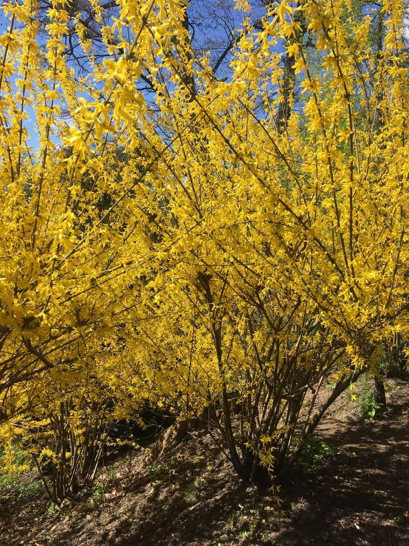 Why Tennessee Gardeners Are Moving Away From Forsythia Why Tennessee Gardeners Are Moving Away From Forsythia