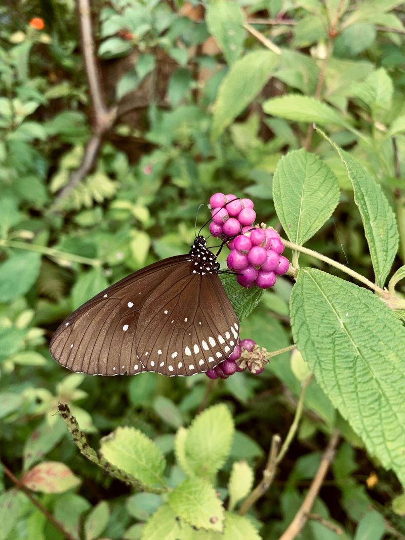 Why Tennessee Wildlife Loves It Too