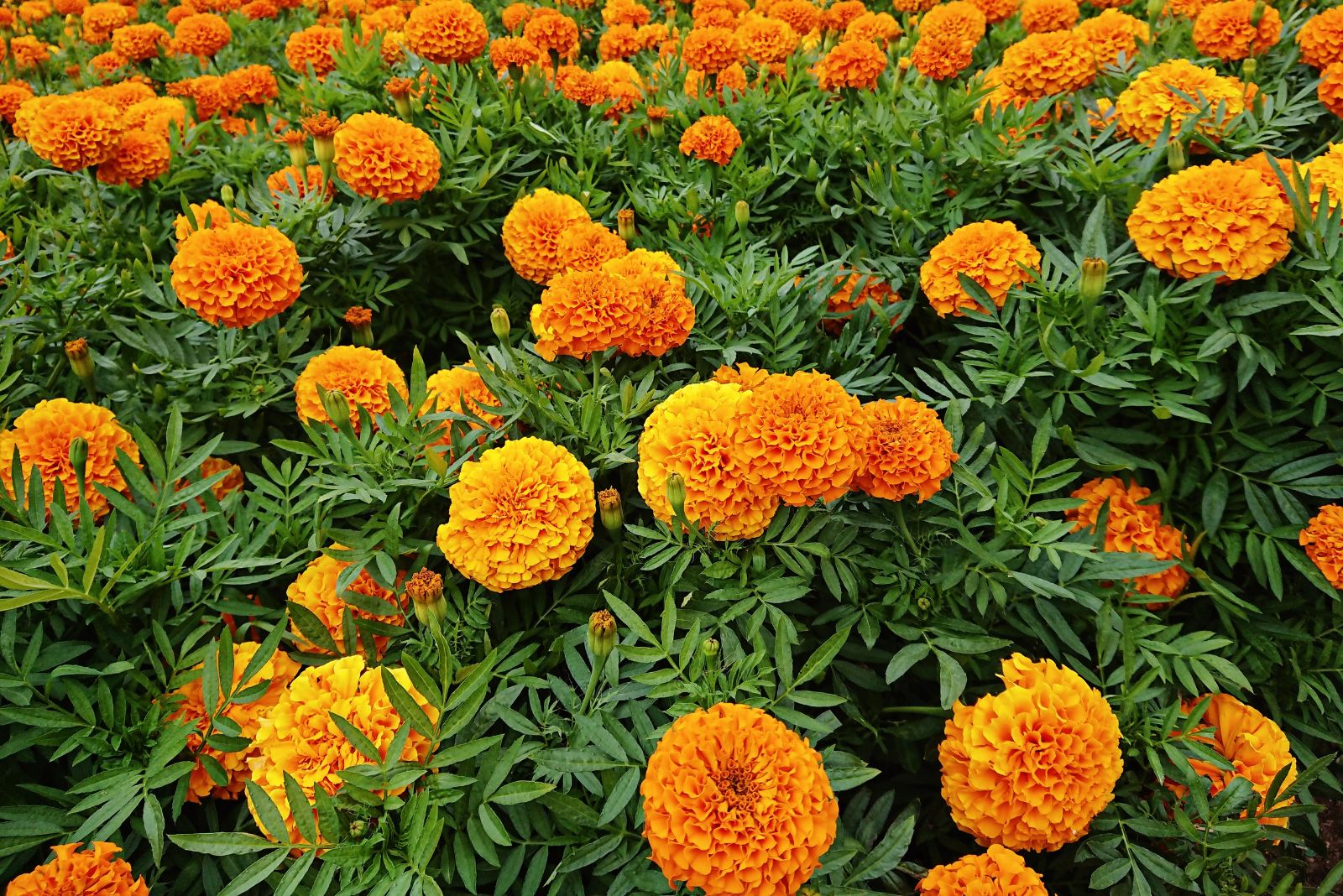 marigolds