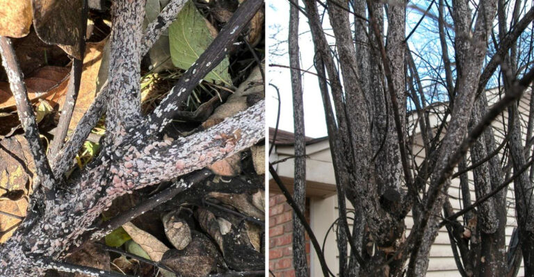 Why Texas Crape Myrtles Are Covered In Black Sooty Mold In June