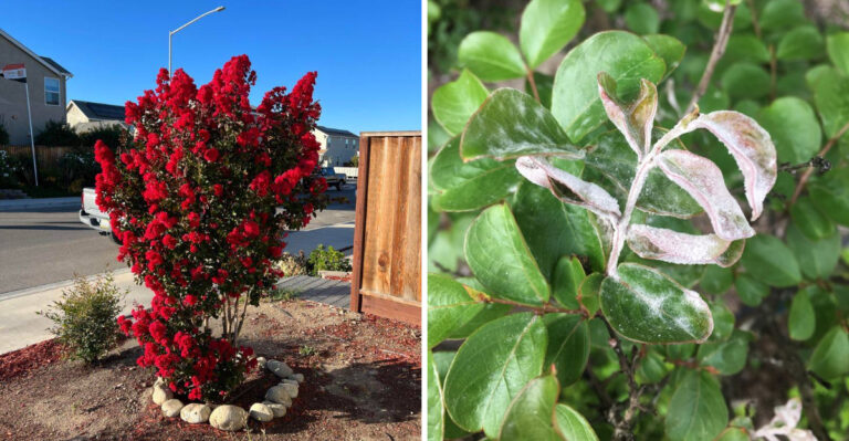 Why Texas Crape Myrtles Get Powdery Mildew Every Summer And How To Stop It For Good