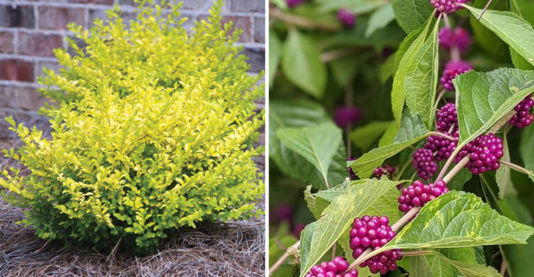 ligustrum and american beautyberry