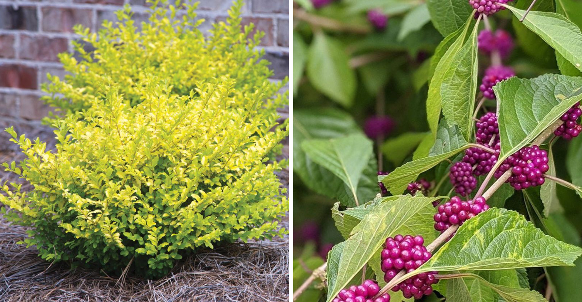 ligustrum and american beautyberry