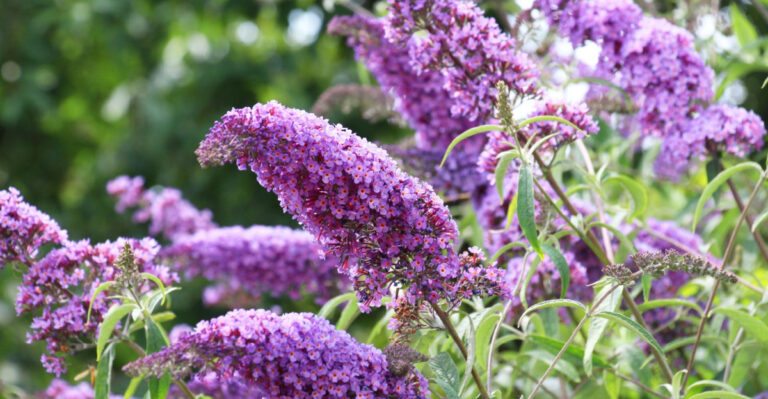 Why Texas Gardeners Should Think Twice Before Planting Butterfly Bush