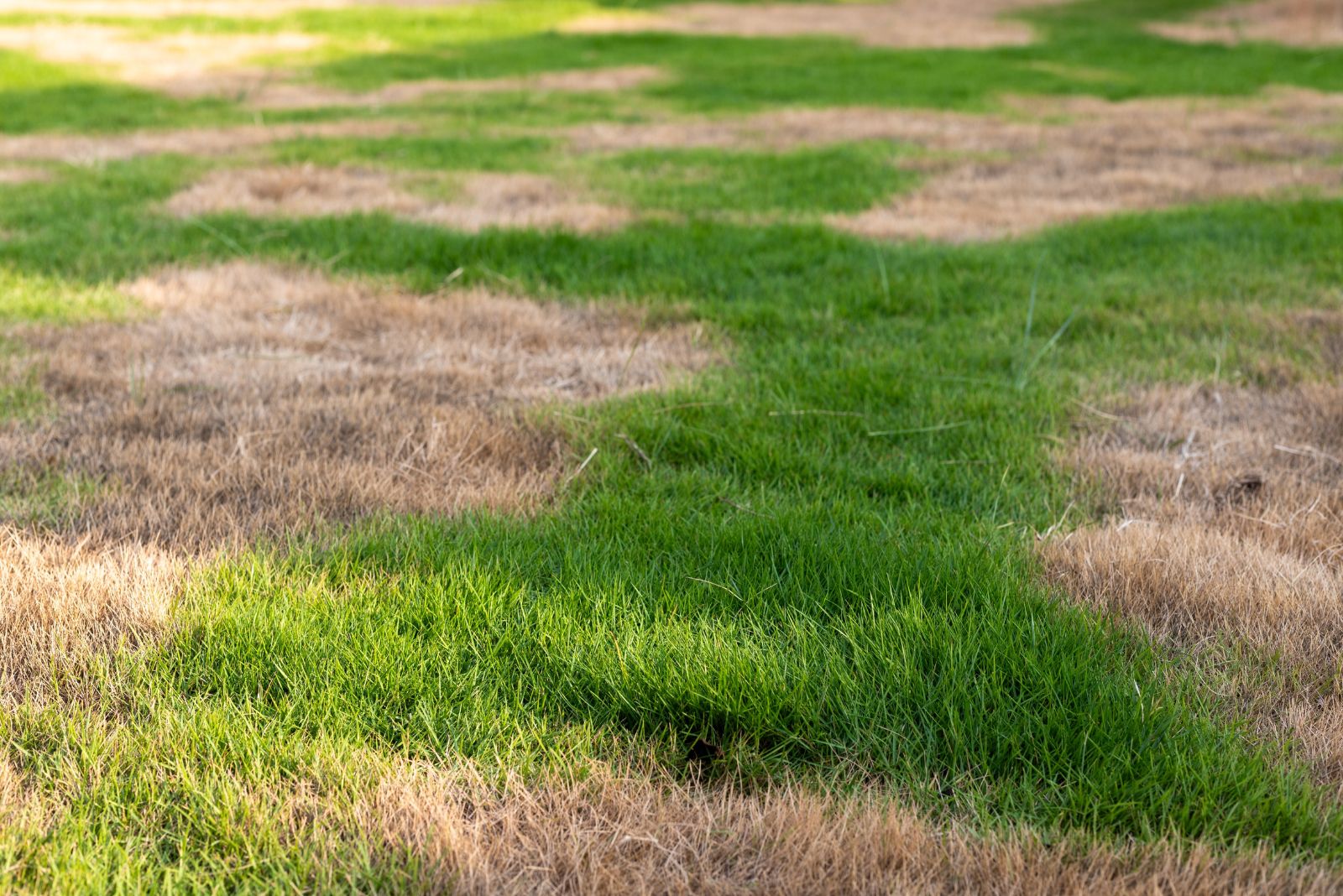 brown patches on lawn