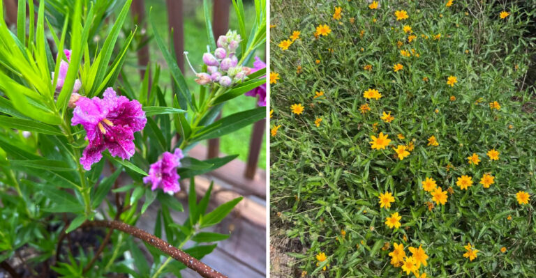 Why Texas Native Plants Aren’t One-Size-Fits-All, And What To Grow Where You Live