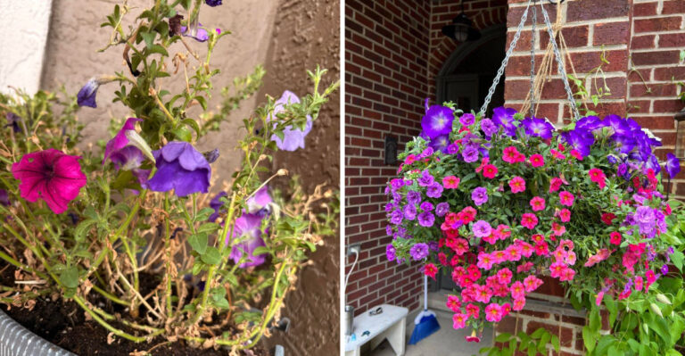 Why Texas Petunias Look Thin And Leggy After Snipping, And What Is Going Wrong