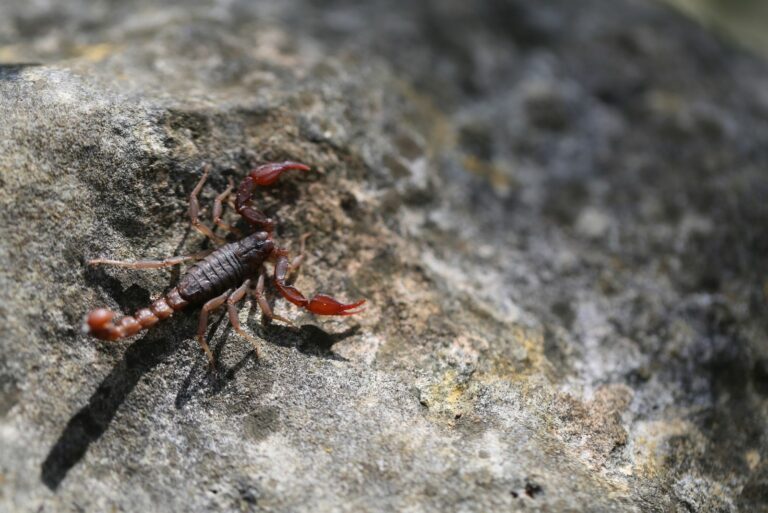 scorpion