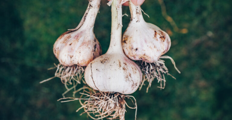 Why The Best Fall-Planted Garlic Harvest In Virginia Starts In Summer
