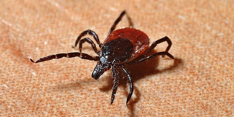 Why The Blacklegged Tick Is So Dangerous Why The Blacklegged Tick Is So Dangerous
