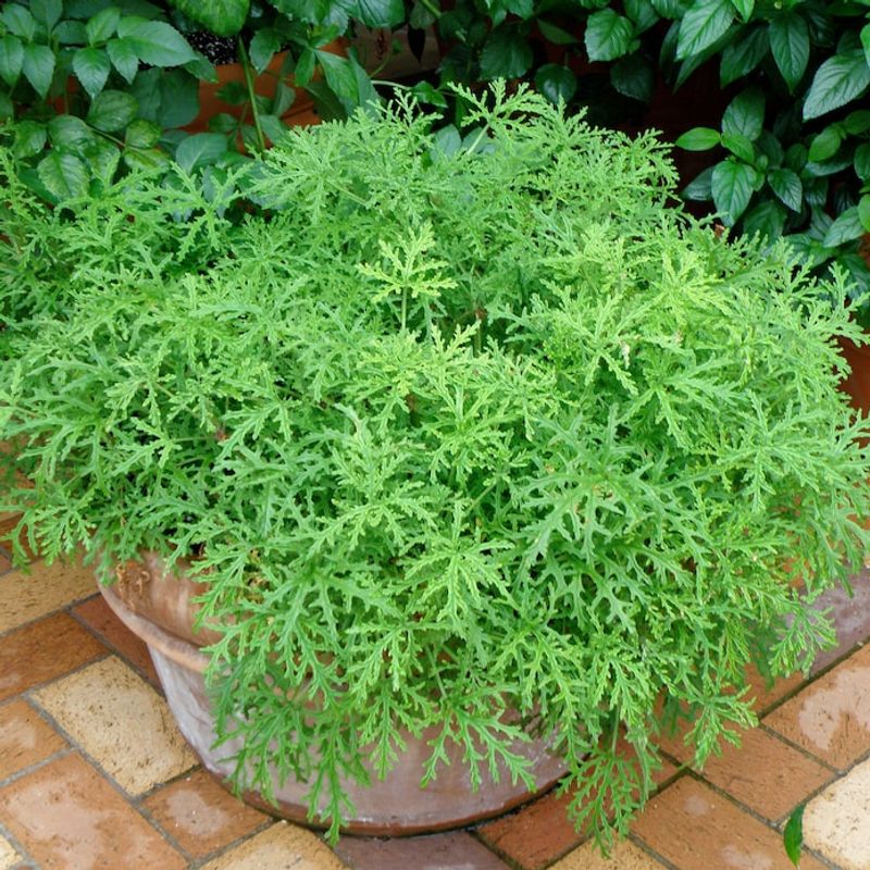 Why The “Citronella Plant” Often Disappoints Florida Homeowners Why The “Citronella Plant” Often Disappoints Florida Homeowners