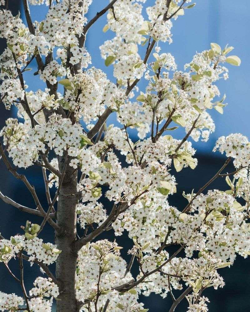 Why The Sale Of This Tree Is Now Banned In South Carolina Why The Sale Of This Tree Is Now Banned In South Carolina