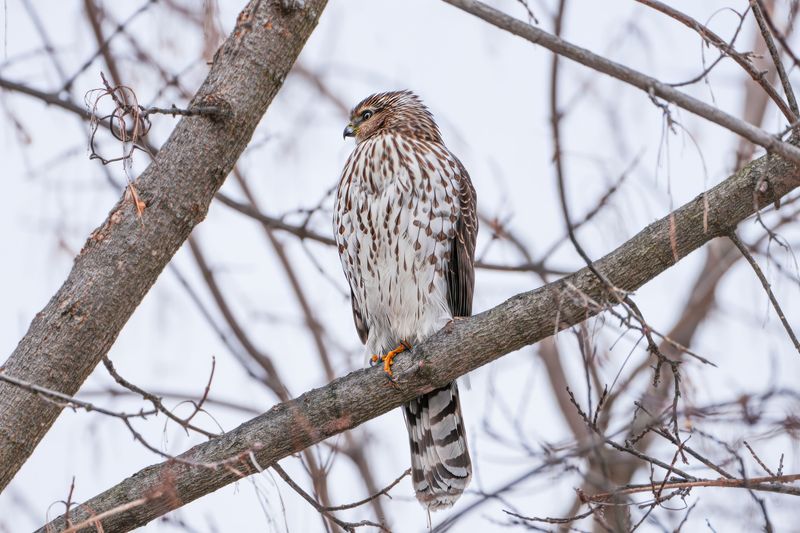 Why The Same Hawk Keeps Returning To Familiar Spots Why The Same Hawk Keeps Returning To Familiar Spots