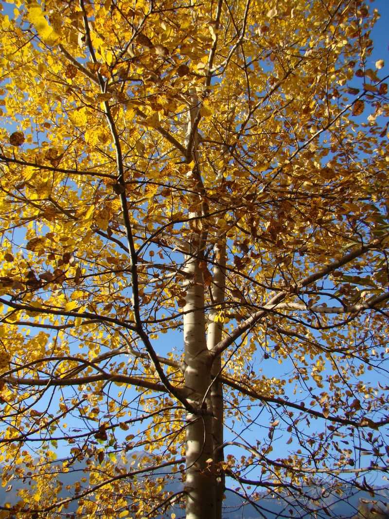 Why This Fast-Growing Minnesota Native Tree Is Perfect For Your Fence Line Why This Fast-Growing Minnesota Native Tree Is Perfect For Your Fence Line