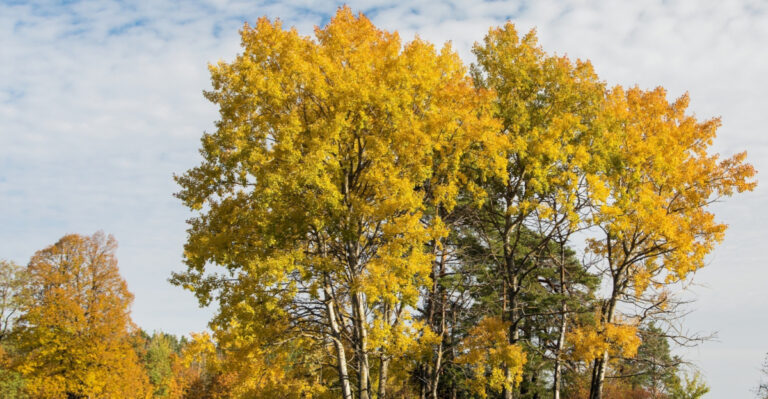Why This Fast-Growing Minnesota Native Tree Is Perfect For Your Fence Line