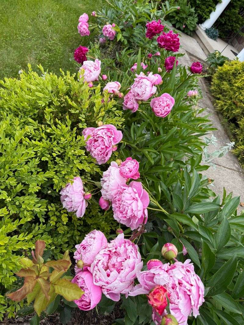 Why This Step Affects Next Year's Blooms
