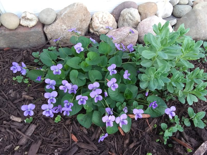 Why This Wildflower Thrives In Arkansas Lawns Why This Wildflower Thrives In Arkansas Lawns
