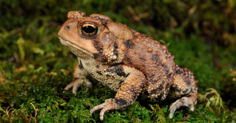 Why Toads Show Up In Maryland Gardens Right After It Rains