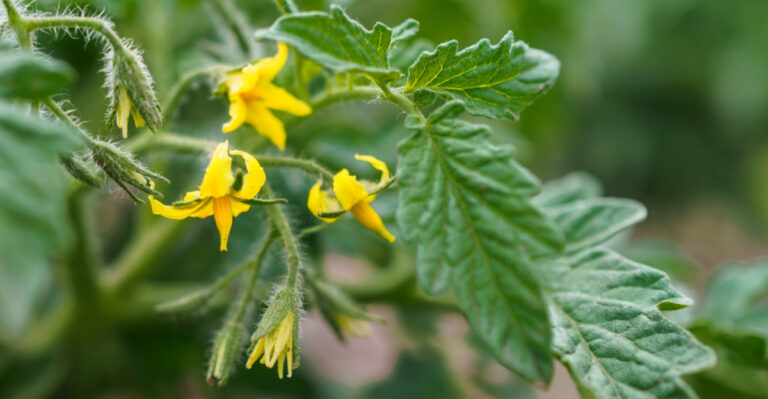 Why Tomato Blossoms Fall In The Tennessee Heat And What You Can Do About It