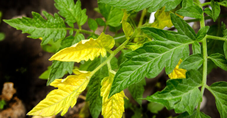 Why Tomato Leaves Turn Yellow In California And How To Fix It Fast