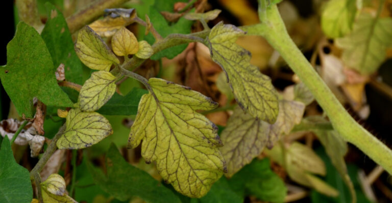 Why Tomato Leaves Turn Yellow In Minnesota And How To Help Them