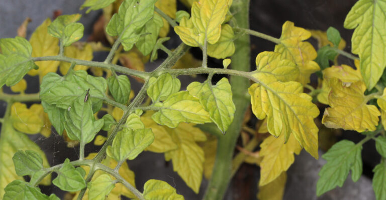 Why Tomato Leaves Turn Yellow In New York, And How To Handle It