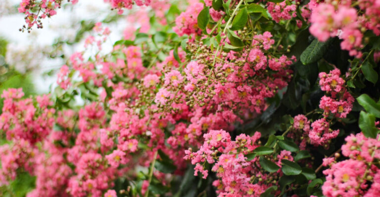 Why Trimming Your Kentucky Crape Myrtle The Wrong Way Does More Harm Than Good
