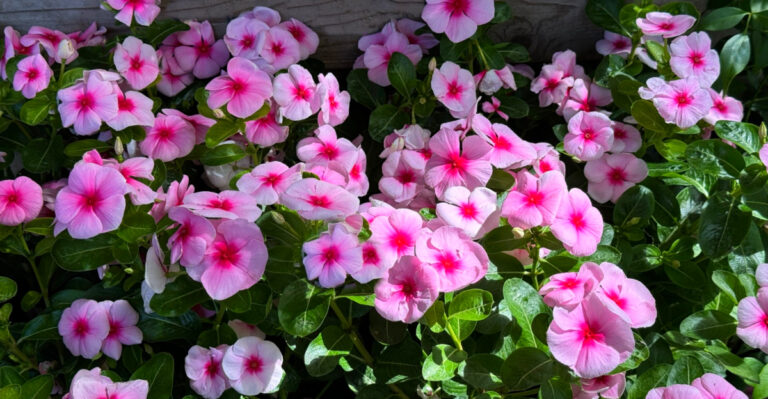 Why Vinca Becomes A Go-To Flower For Florida Heat