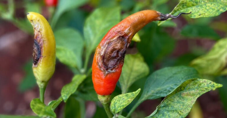 Why Virginia Tomatoes And Peppers Turn Black On The Bottom And How To Prevent It