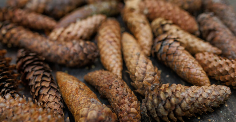 Why Virginia’s Clay Soil Makes Pine Cones A Gardener’s Smart Solution