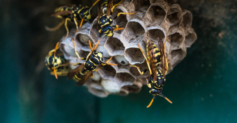 Why Wasps Are Building Nests Around Your New York Porch This Summer
