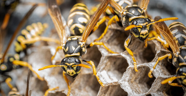 Why Wasps Are Choosing Your Tennessee Porch For Their Summer Nests