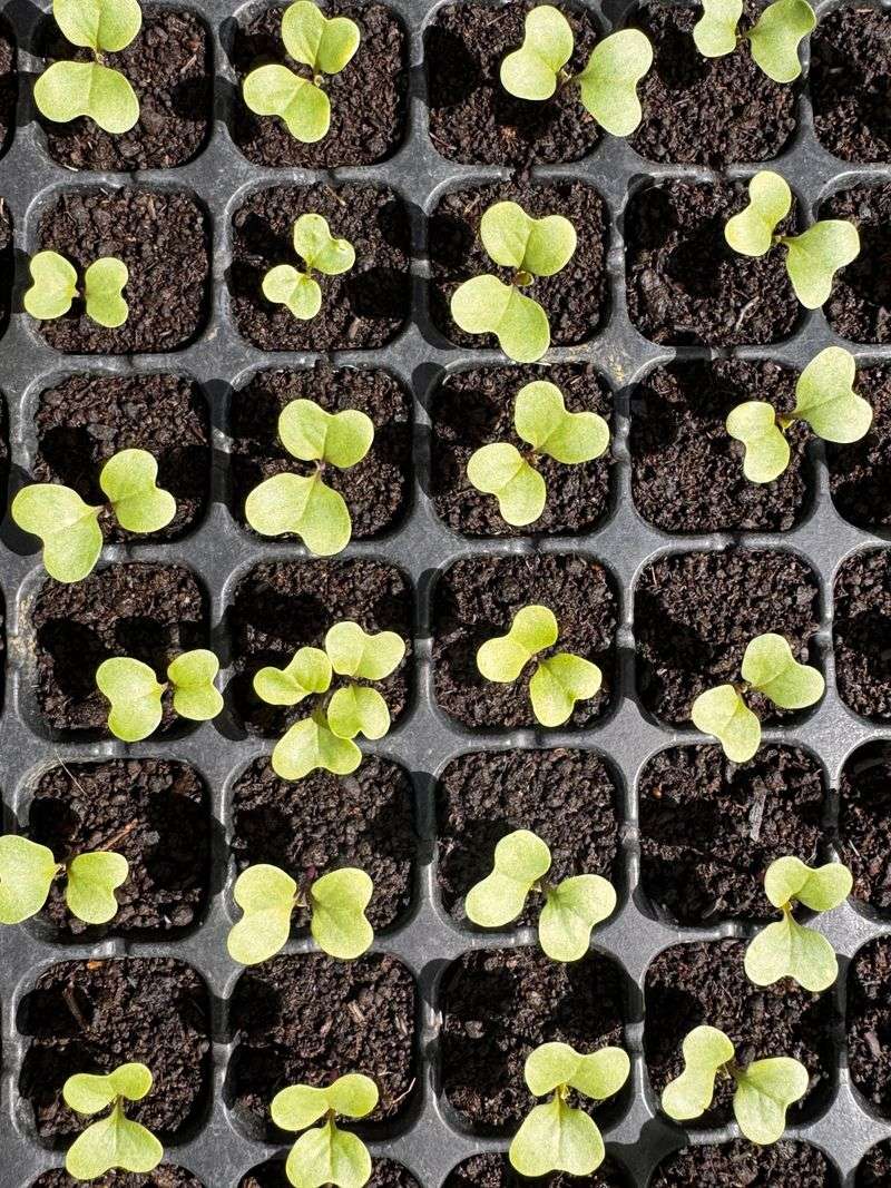 Why West Virginia Gardeners Start Broccoli Seeds Indoors For Fall