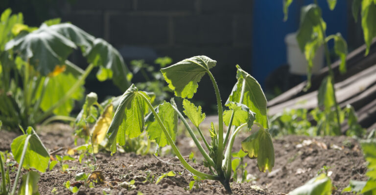 Why West Virginia Plants Wilt Even When You Water Them Regularly