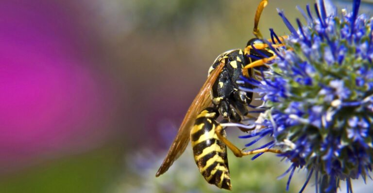 Why Wisconsin Yellow Jackets Take Over Yards In Late Summer And How To Keep Them Away