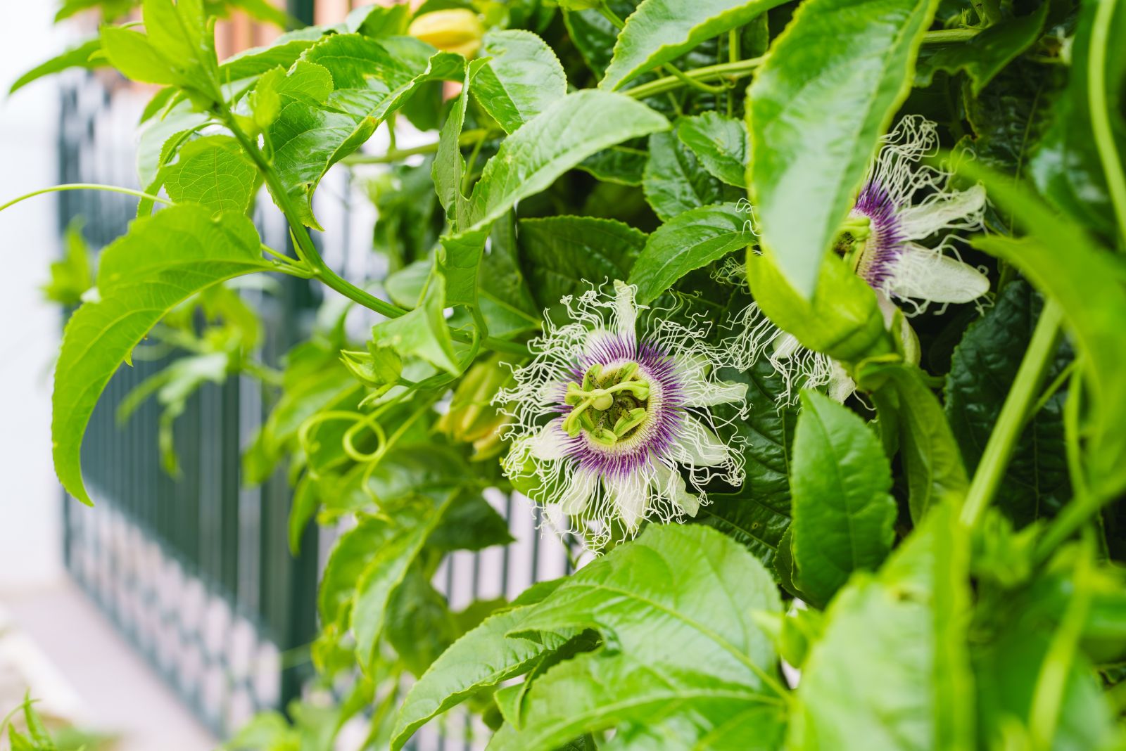 passionflower