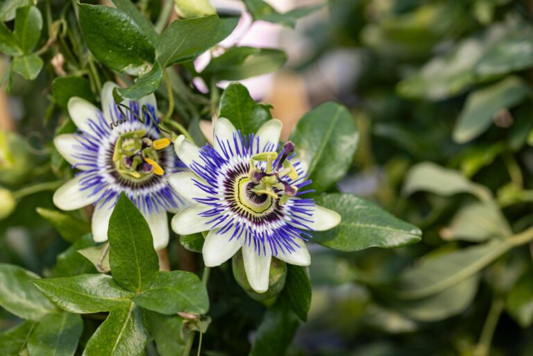 passionflower