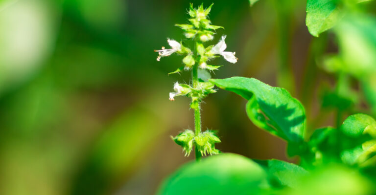 Why You Should Let These Herbs Bloom In Your Oregon Garden