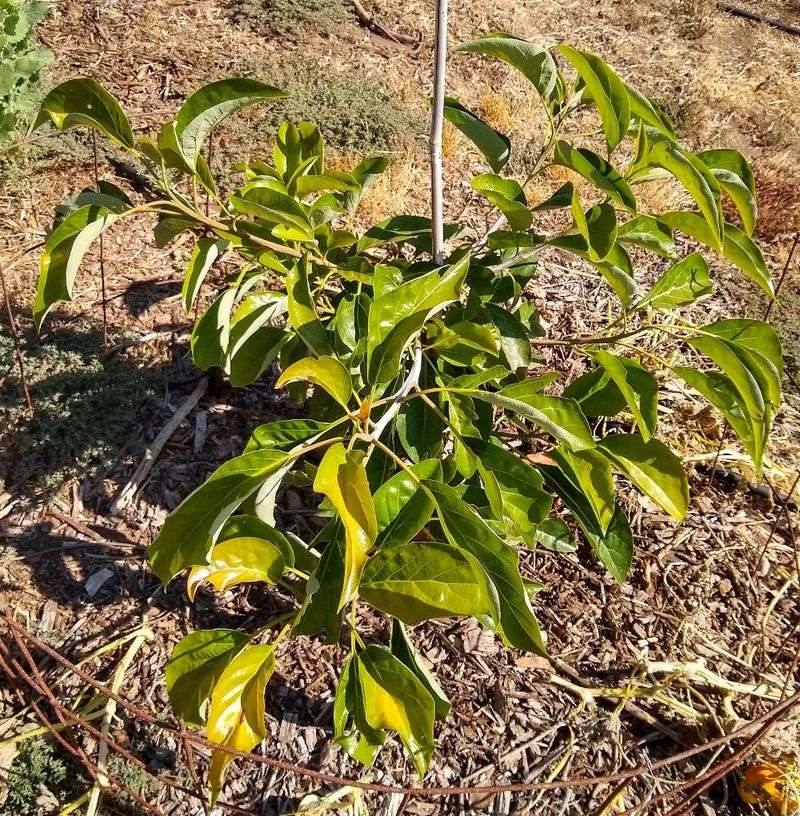 Why Young Avocado Trees Burn Faster In Summer